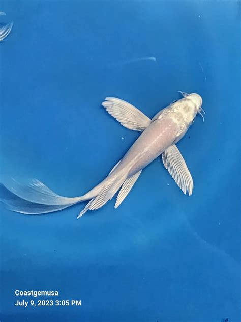 Platinum White Butterfly Koi 5.00 inch .
